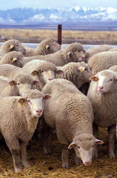 Flock_of_sheep Fonte Wikipedia.jpg